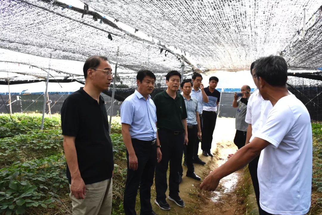 张宏璞调研乡村振兴样板片区,美丽乡村和重点项目建设工作
