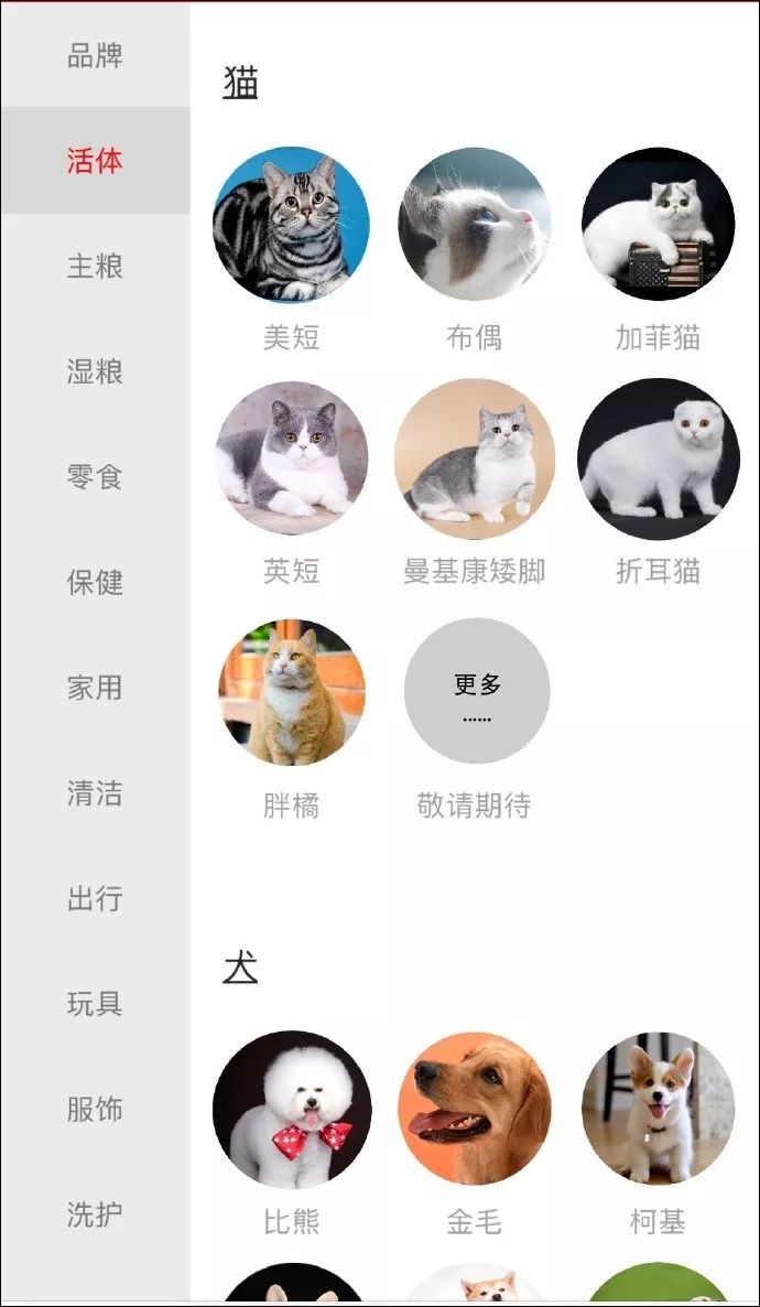 宠物猫：现代生活中的温馨伴侣