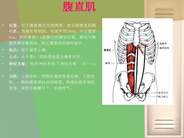 骨盆的功能解剖:骨盆关节的骨头结构