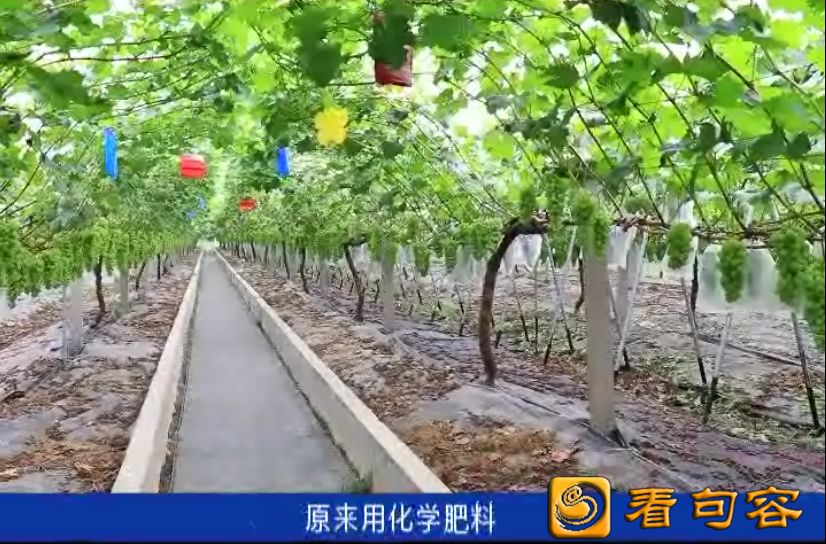 白兔镇人口_白兔卡通图片(2)