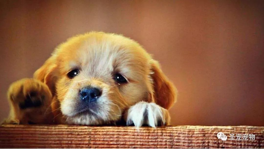 狗为啥会流泪 e452af968d5b4070807dabd6e5adf368.jpeg