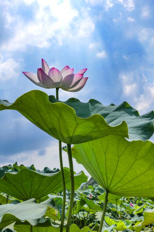 走进从化草埔村百亩荷花基地!梁国雄:以花说故事,情真景也美!