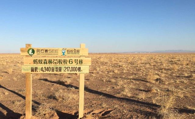 马云的天价蚂蚁森林现在怎么样了?看到画面人人大惊 澳门新永盈会