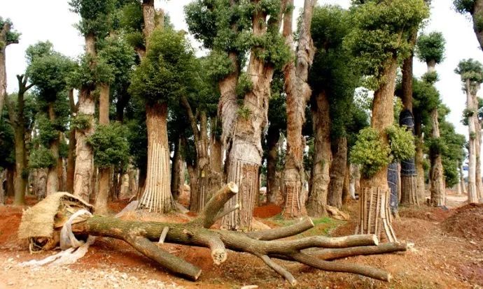 城市园林绿化大树培育与移植技术