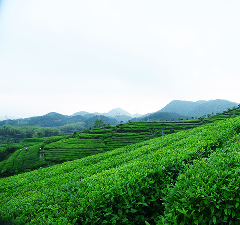 磐安· 高山云雾茶,来自大盘山的高山绿茶_茶园