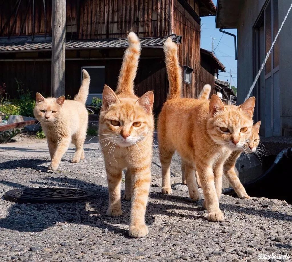 来自橘猫的凝视眼神很是凶猛