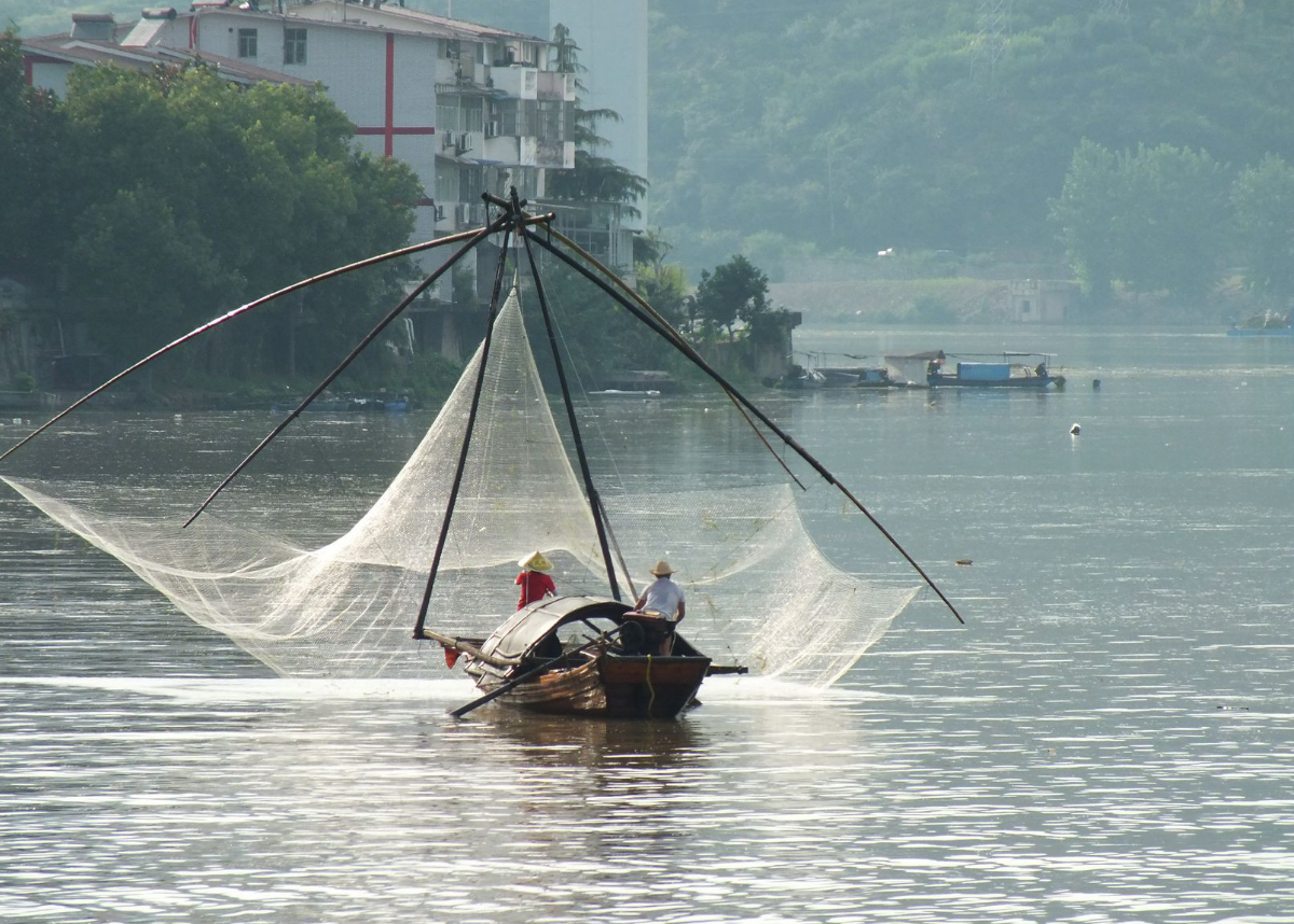 长江支流水量猛涨 宜昌市民撒网捕鱼