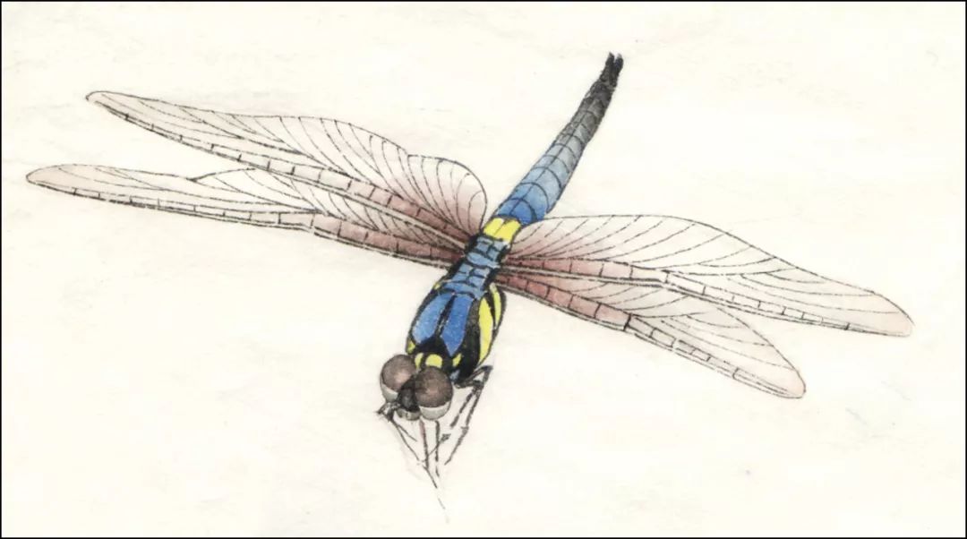 国画教程工笔画蓝蜻蜓设色技法