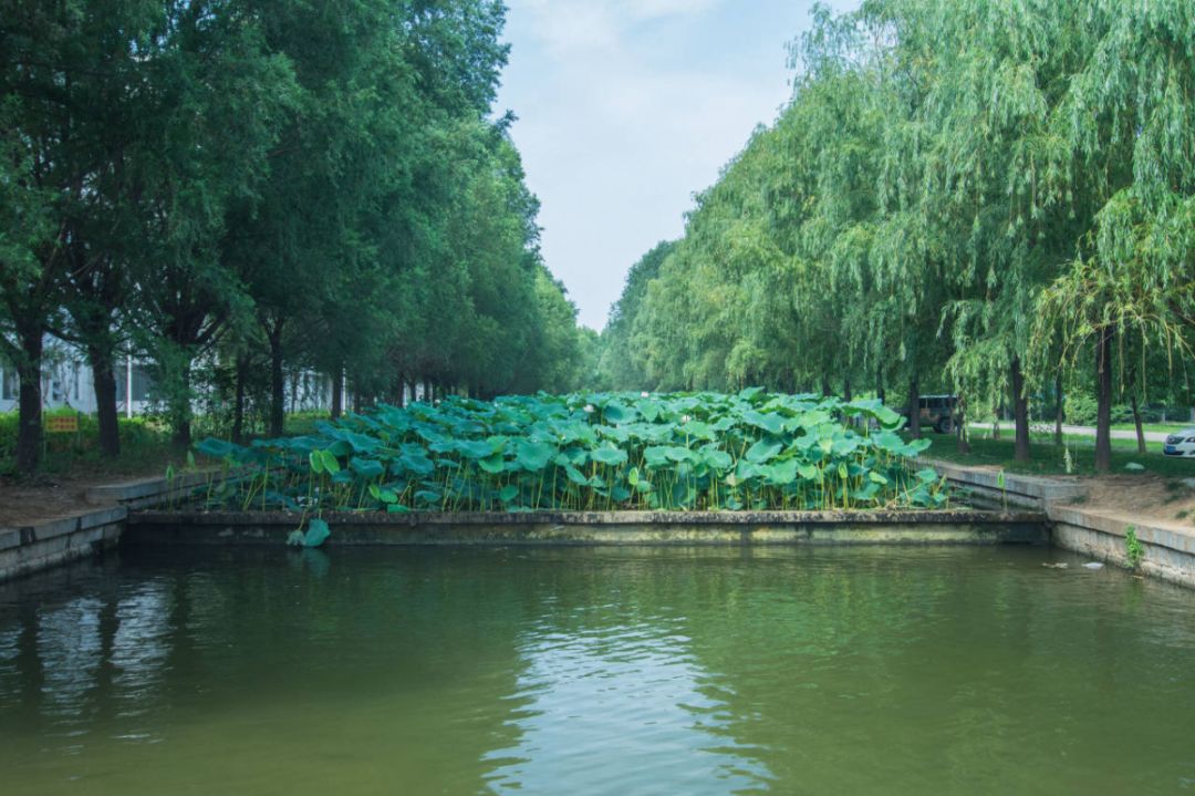 夏味正浓,琴湖中的荷花也逐渐盛开.