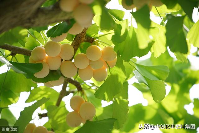 夏季银杏树养护措施