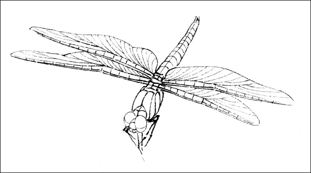 【国画教程】工笔画蓝蜻蜓设色技法