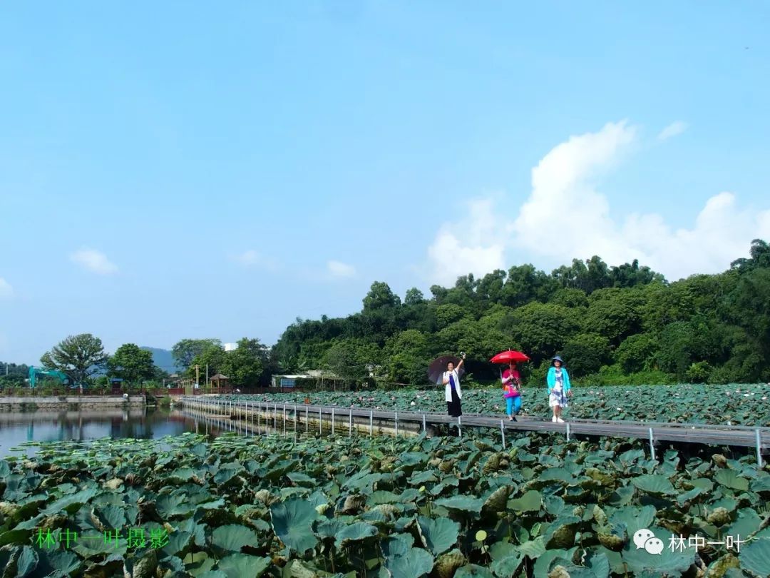 狮峰荷花·李工坑竹筒饭_白鹭湖