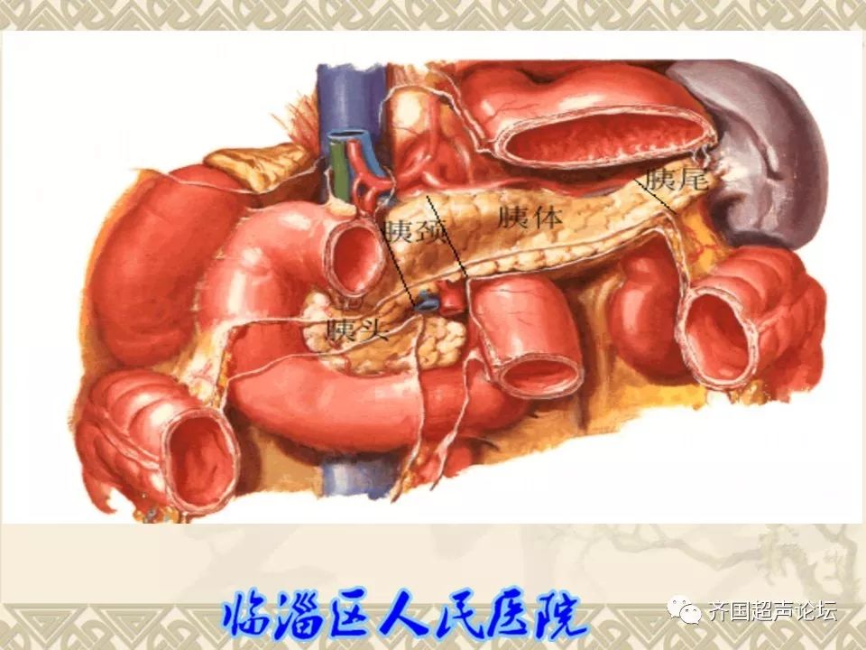 临医超声学堂胰腺的解剖