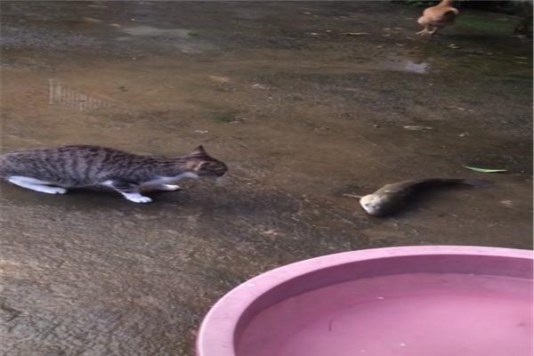 猫喜欢吃鱼还是喜欢吃老鼠啊 145c6ce3b2cc4357b863c04c4bd4e530.jpeg