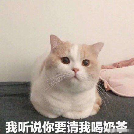 我听说你要请我喝奶茶