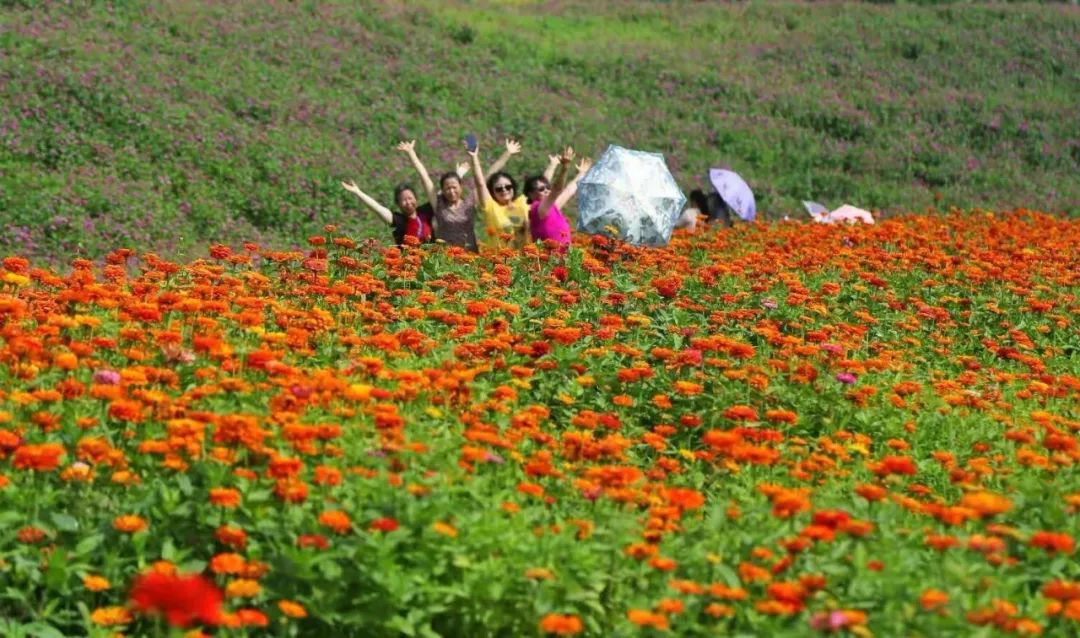 宝鸡市区这片花海已经惊艳绽放!你知道吗?关键还可以免费观赏!