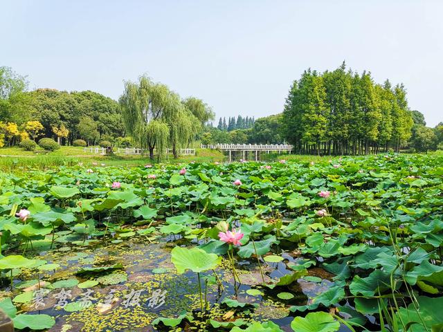 都说无锡菜又甜又腻,但南方泉的农家饭菜却既不甜腻,还精致可口 澳门新世纪娱乐网