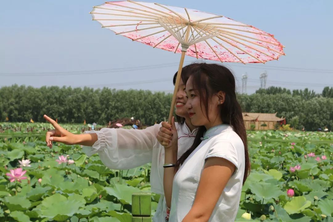 门票免费领万亩荷花来了新闻都推荐您去看距离宝坻周边还有这样的地
