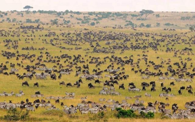 原创生活在广阔的非洲热带草原中的动物,为什么要不停地来回迁徙?