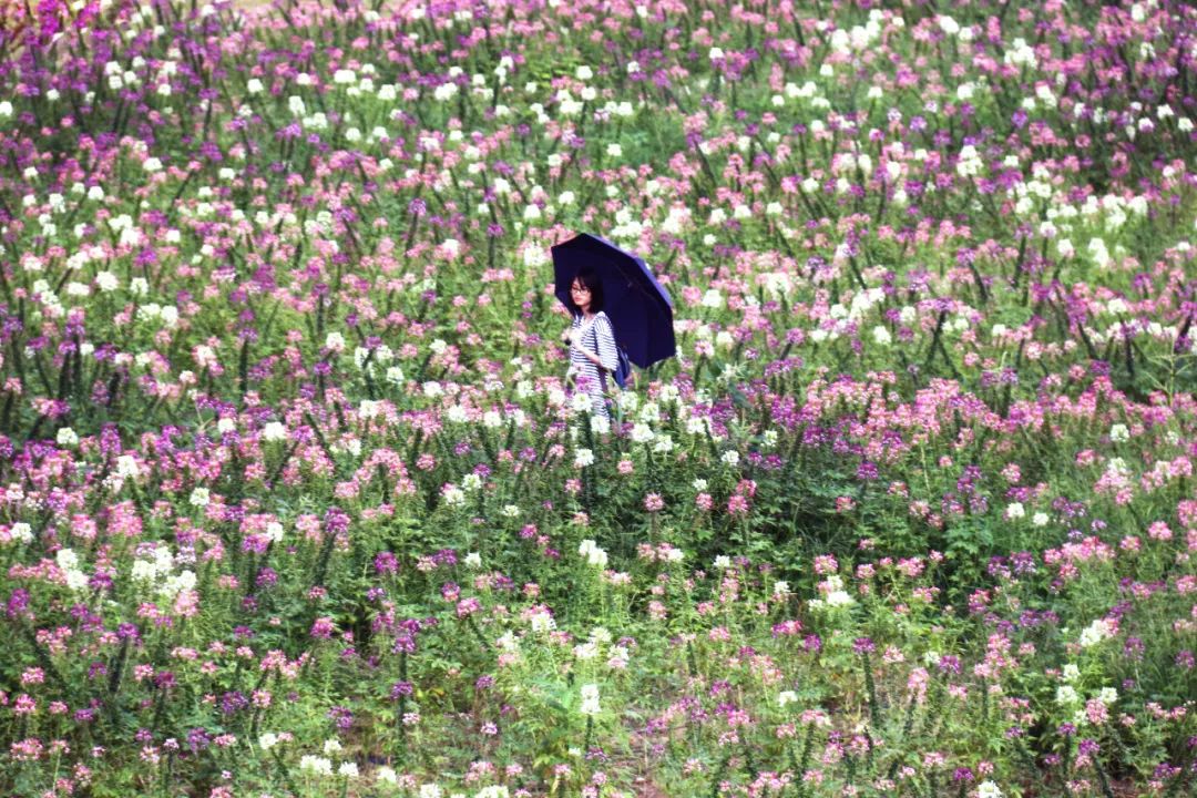 千灯湖畔大片醉蝶花热情绽放,免费赏!_花海