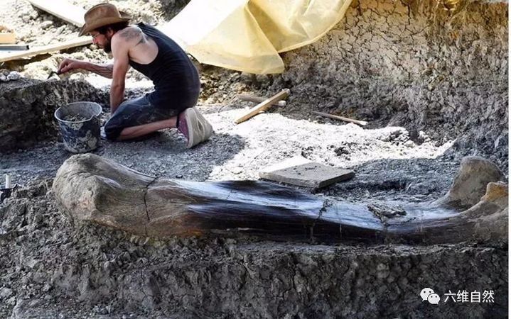 重1000斤大腿骨在法国发现,活体达50吨,