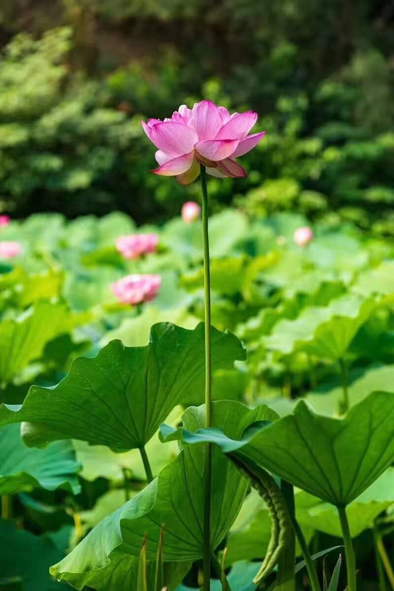 茶禅一味,归园田居|浅酌茶语人生,随缘亦惜缘