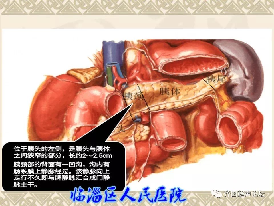 临医超声学堂胰腺的解剖