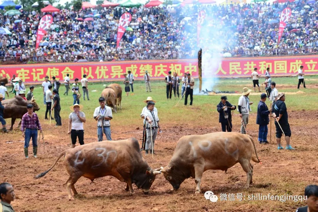 火把节期间,石林县还在彝族第一村斗牛城,圭山亚太斗牛场,西街口尾堵