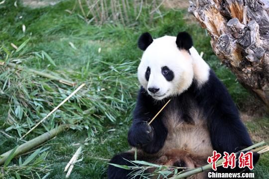 大熊猫和兴与双欣迎来首个高原生日