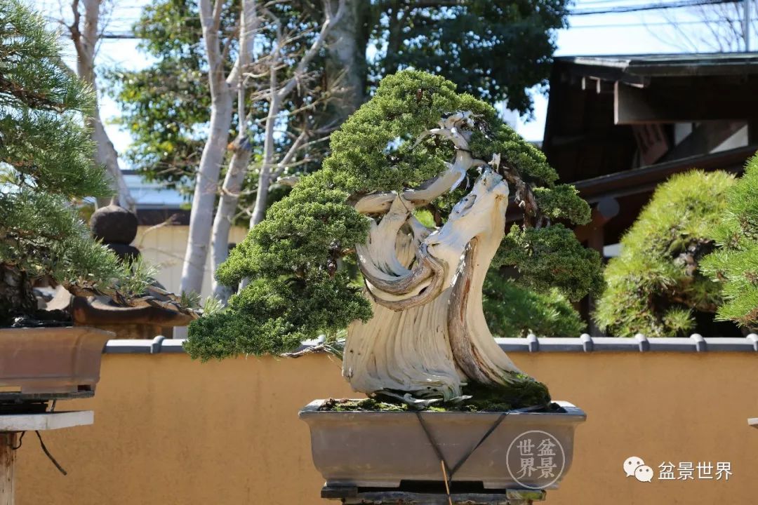 日本最美盆景园