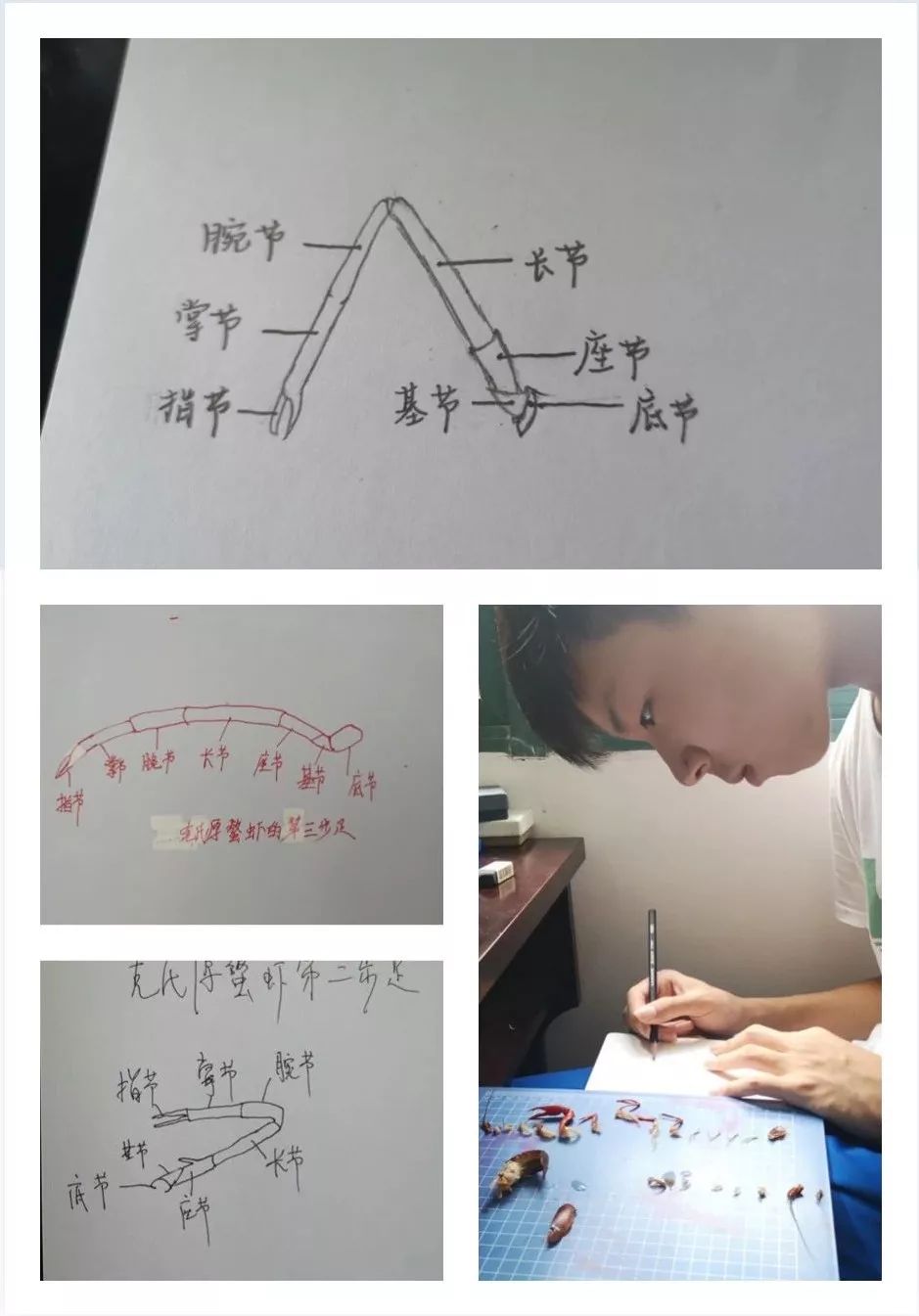 2019暑假去哪儿附中科考队在三清山做标本