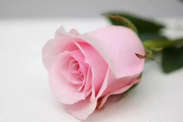 100种·玫瑰品种图鉴大全,认识超过10种