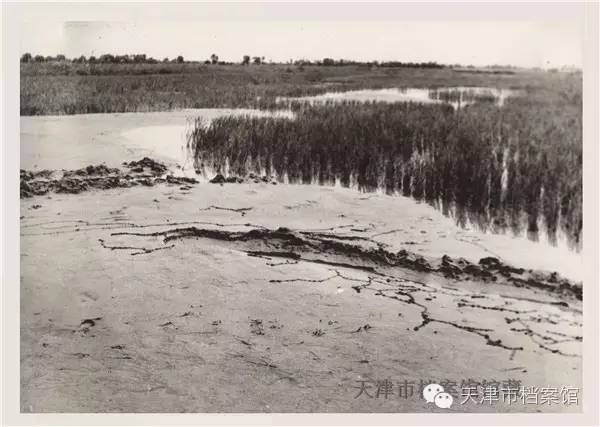 芦台镇人口_芦台镇地图 芦台镇卫星地图 芦台镇高清航拍地图(2)