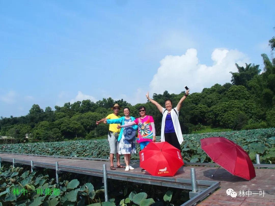 狮峰荷花·李工坑竹筒饭_白鹭湖