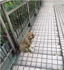狗狗犬瘟遭人抛弃,网友好心送医治疗 博狗亚洲娱乐城官方站