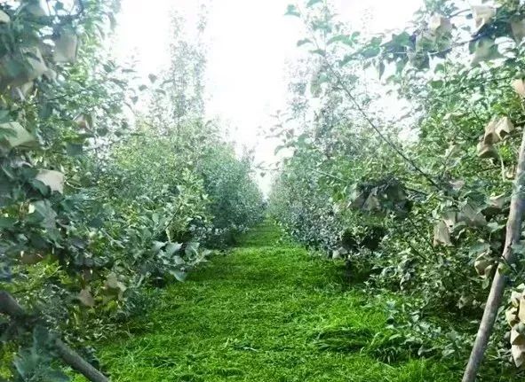 警告:三伏天千万别割果园里的“草”! 星际娱乐场官网app