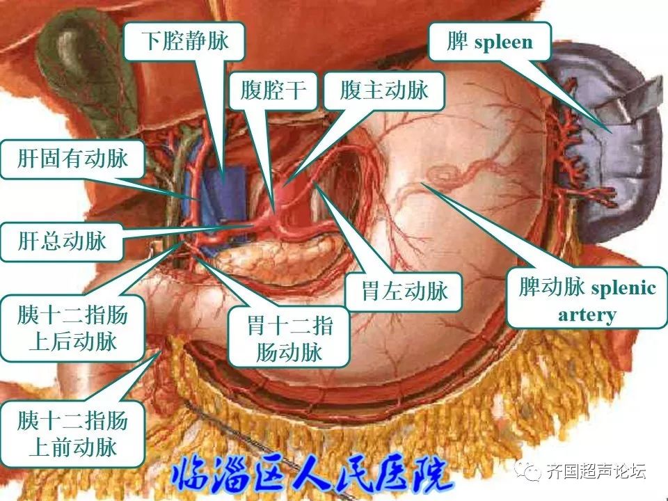 临医超声学堂胰腺的解剖