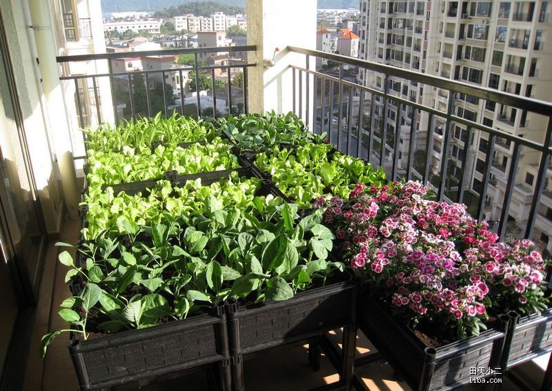 收藏种菜月份表按月种菜全年收获