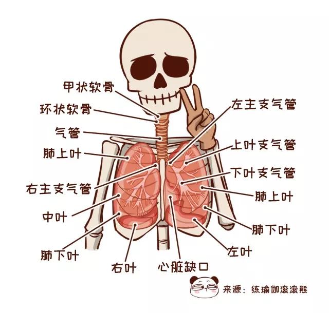 肺部解剖