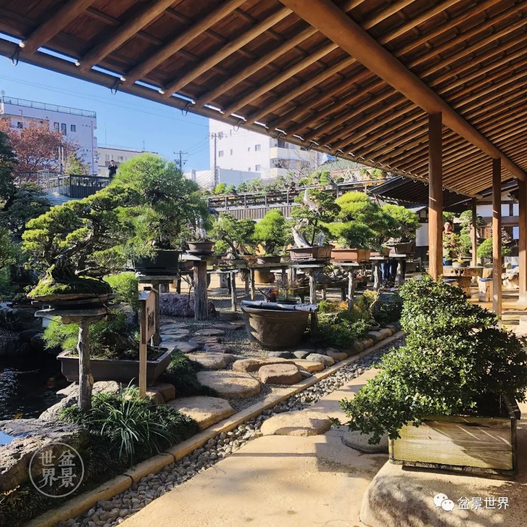 日本最美盆景园
