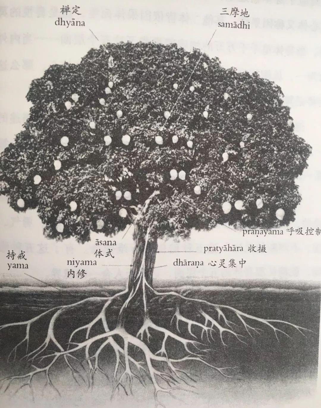 体式的深度,瑜伽之树如何讲解瑜伽八支