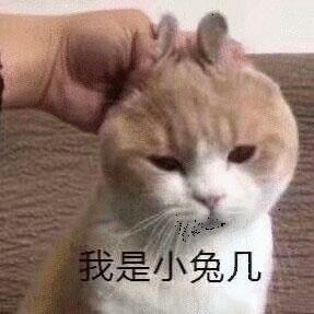 可爱猫猫的表情包合集|咋回事呢,小老弟_strong
