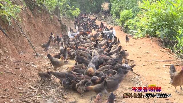 90后"山鸡哥"走上养殖路 打开致富门