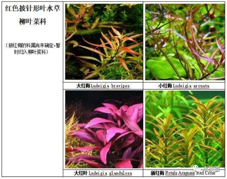 干货红颜色水草汇总与常见问题知多少