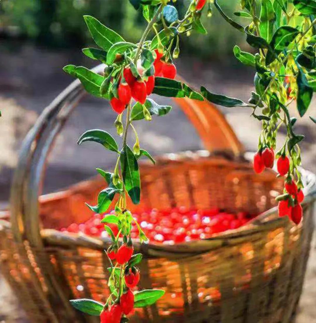 知识科普|如果没有贺兰山，“塞上江南”将会怎么样？| 中国自驾地理