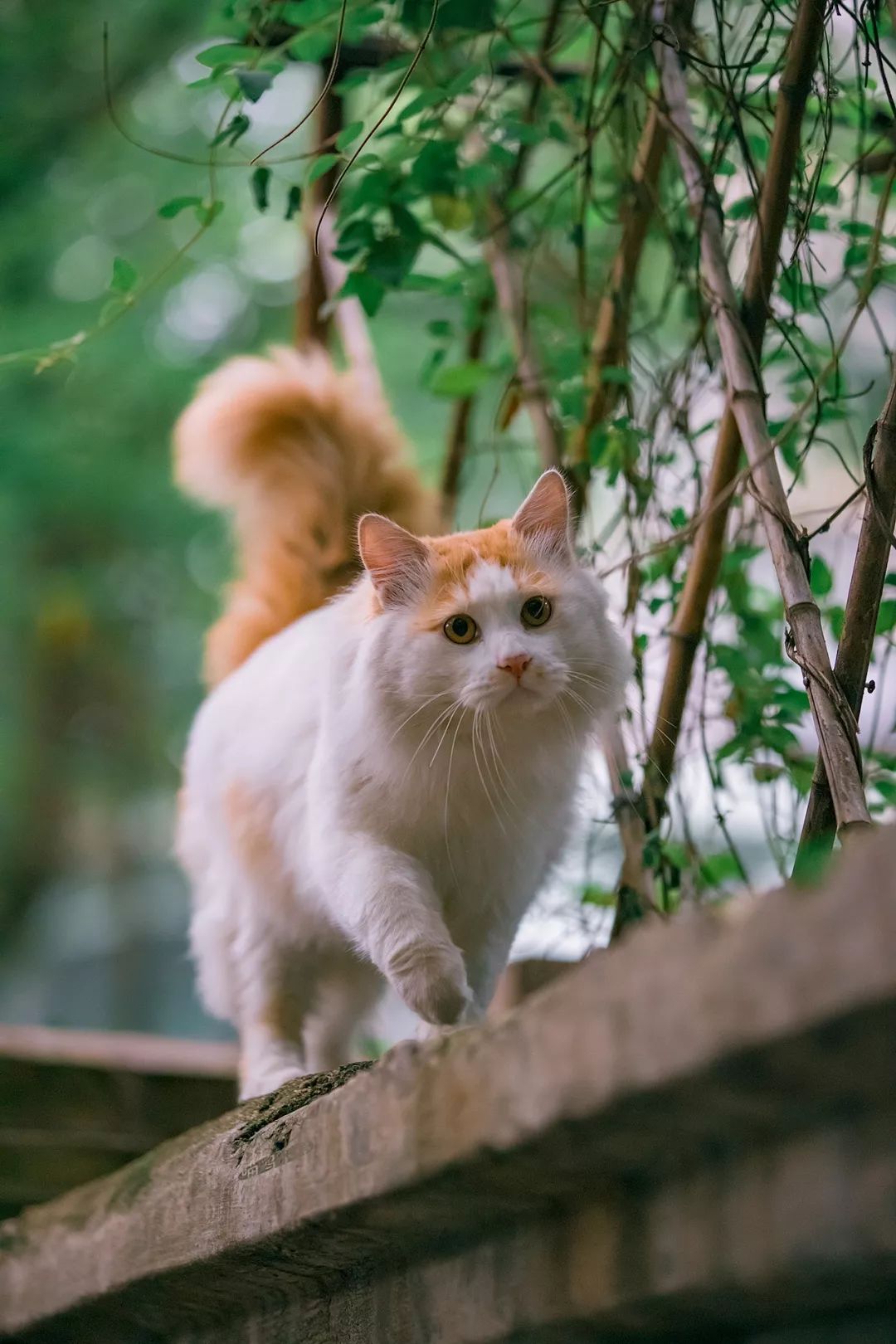 YouTube最出名的猫 c5c9a9d8870849a79667b8b24bc7b7df.jpeg