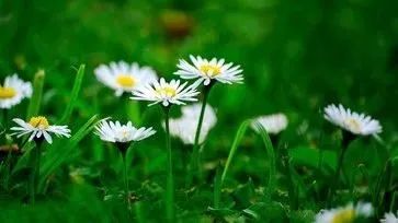 饭局上一曲草原歌《故乡》10人听9人爱!