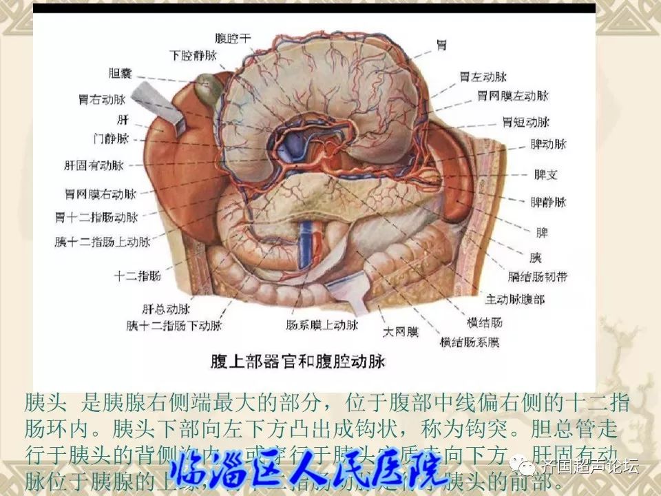 临医超声学堂胰腺的解剖