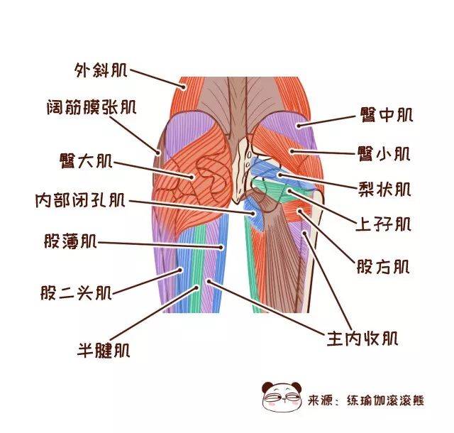 臀部解剖