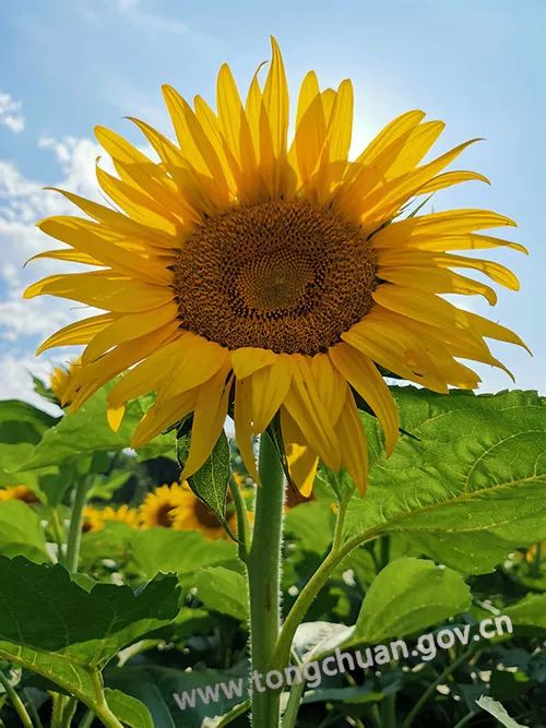 向日葵花开盛夏